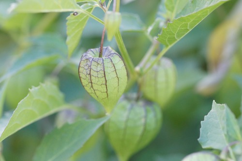 ヒロハフウリンホオズキ ナス科 気まぐれな植物図鑑