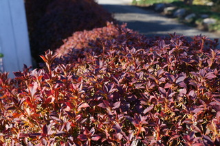 b0200240_9184417.jpg