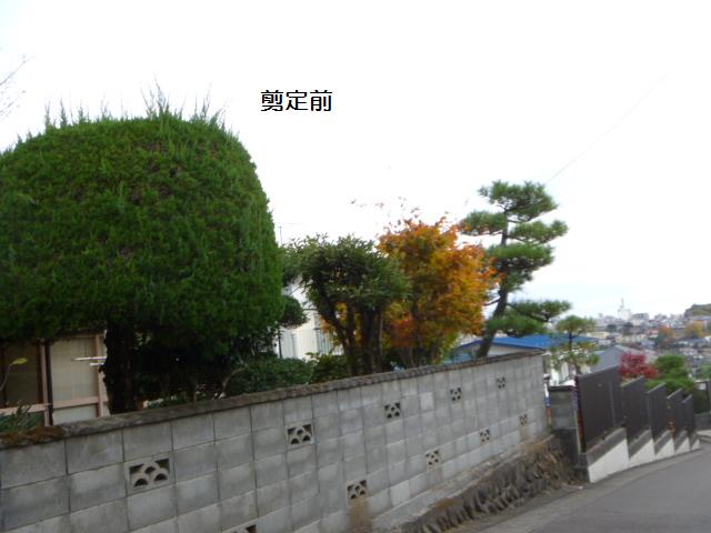 植木剪定_c0186441_54102.jpg