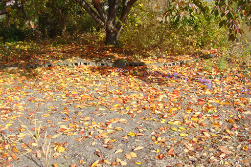 e0226943_014892.jpg