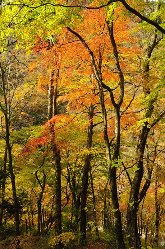 奥多摩　紅葉ハイキング（２）_b0122448_21373679.jpg