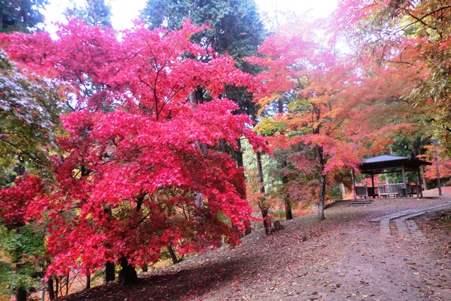 最上山・もみじ山_b0227552_16115990.jpg