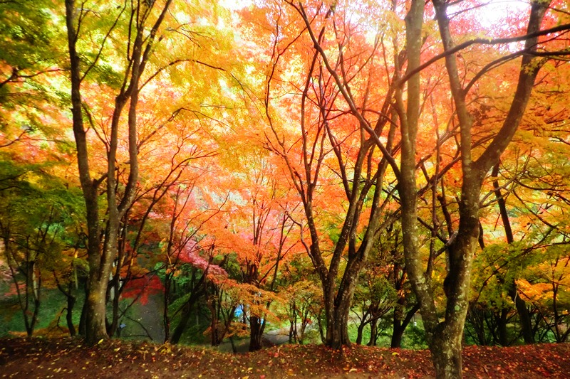 最上山・もみじ山_b0227552_166434.jpg