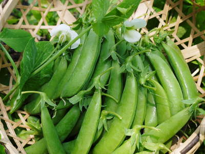 スナップエンドウ「シャキ甘“菊光”」の定植_a0254656_1746389.jpg