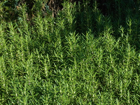 b0194267_2003986.jpg
