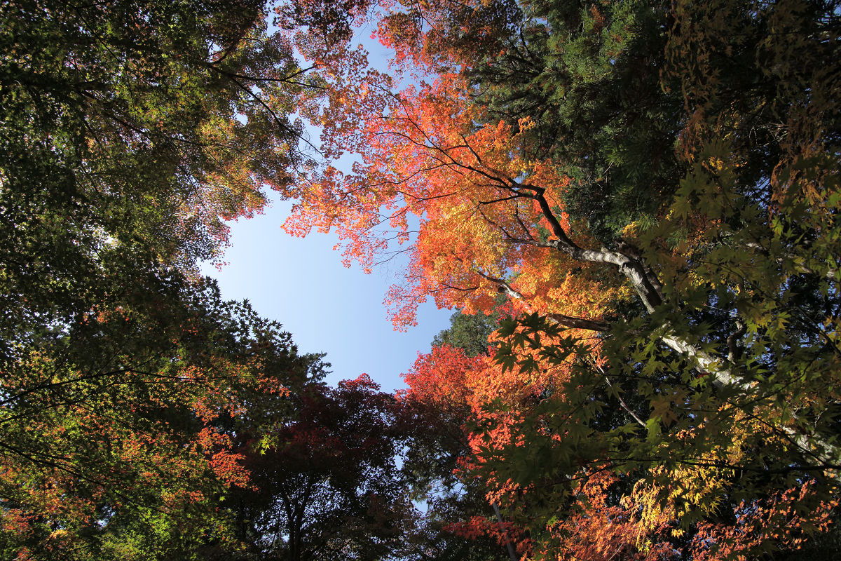 紅葉　2012  光明寺_f0021869_145454.jpg