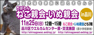 品川ねこ親会　３にゃんず参加予定♪_d0183577_2150143.jpg