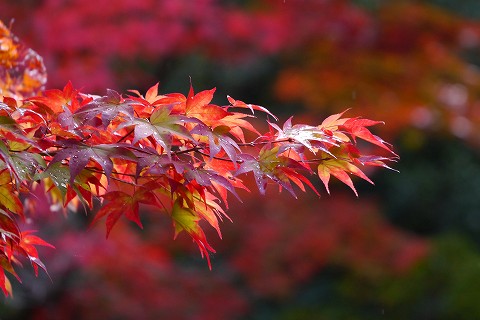 京都の紅葉_d0259585_1433399.jpg