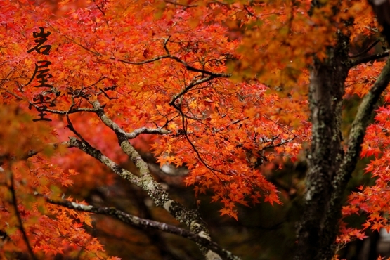 岩屋堂の紅葉_f0202500_11365232.jpg