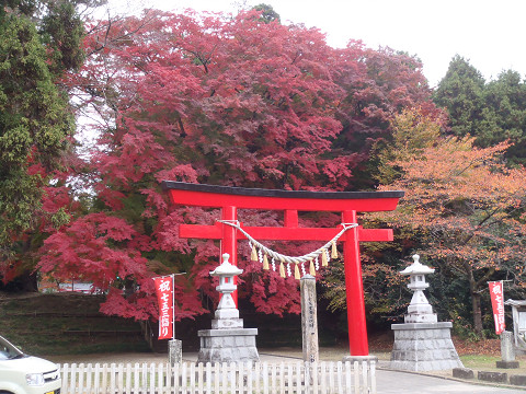 加茂神社のイロハモミジ_b0074601_16433961.jpg