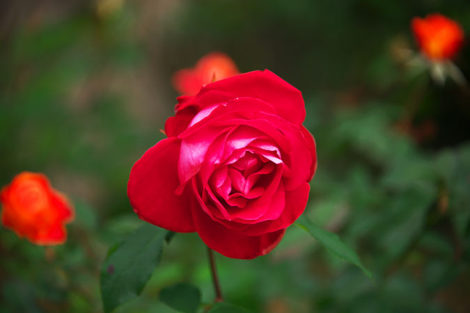 a0263109_9484883.jpg