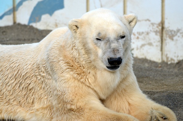 釧路市動物園へ　～　余生安楽モードのユキオへの苦言_a0151913_18421174.jpg