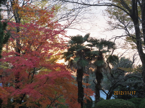 今年の水明荘のもみじって赤くないですよ？？？_a0238019_2364923.jpg