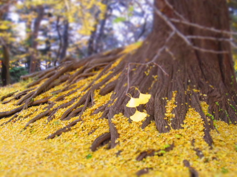 弘前公園根上がりのオオイチョウ20121117*紅葉_b0147224_17231027.jpg