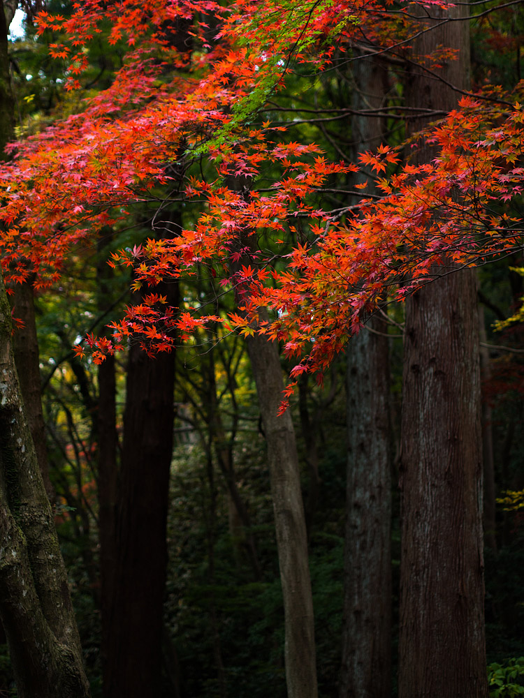 中野邸 2012_c0197824_1584370.jpg