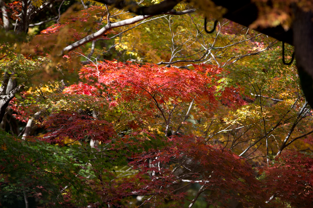 (7)「自然と紅葉」のトップページ　自然と紅葉」「自然の美と美」「紅葉求めて」「紅葉を求めて」_f0033831_933462.jpg