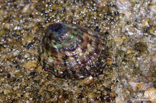 282 島根町 ~やっぱり夜釣りのもんだわ~_c0211532_2327749.jpg