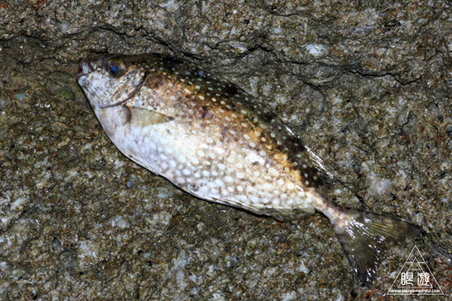 282 島根町 ~やっぱり夜釣りのもんだわ~_c0211532_2332233.jpg