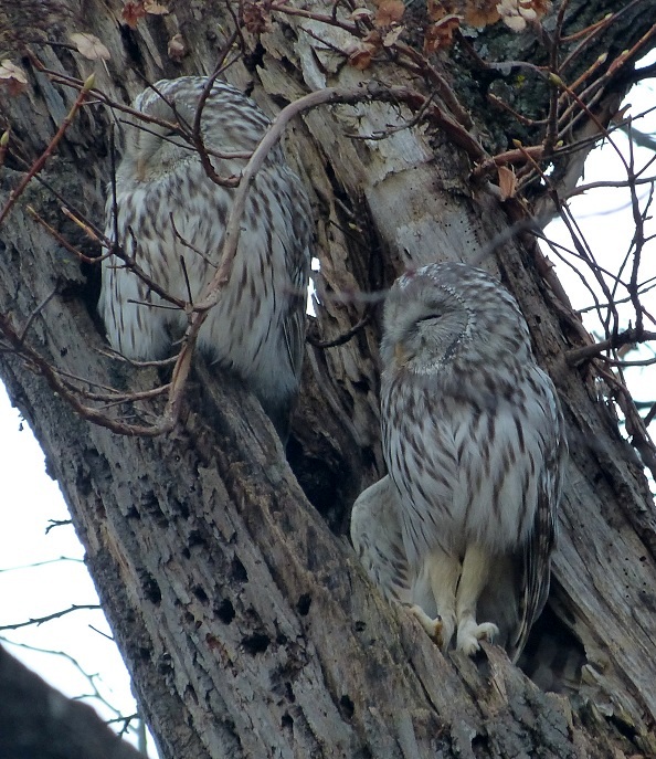 起立! 村田ピアノ教室のブログ ~北海道旭川市より~