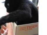 c0256342_14552863.gif