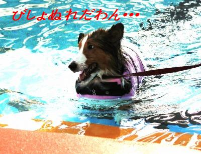 寒くなる前に泳ごう！_e0195743_16501483.jpg