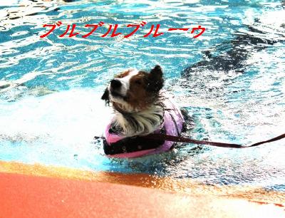 寒くなる前に泳ごう!_e0195743_16503349.jpg