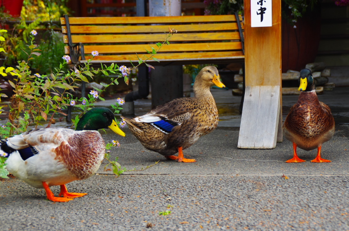 恵林寺_e0262946_20401363.jpg