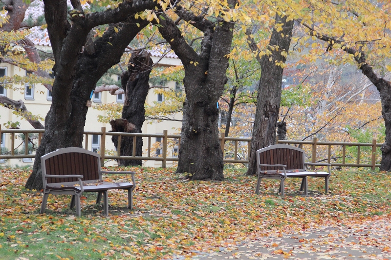 11月11日　函館公園の紅葉　２_b0250154_2385176.jpg