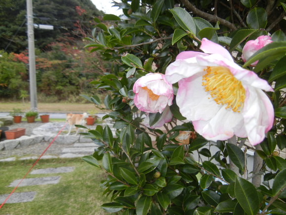 ’12,11,17(土)ポルトガル旅行9日目シントラ編!_f0060461_15313516.jpg