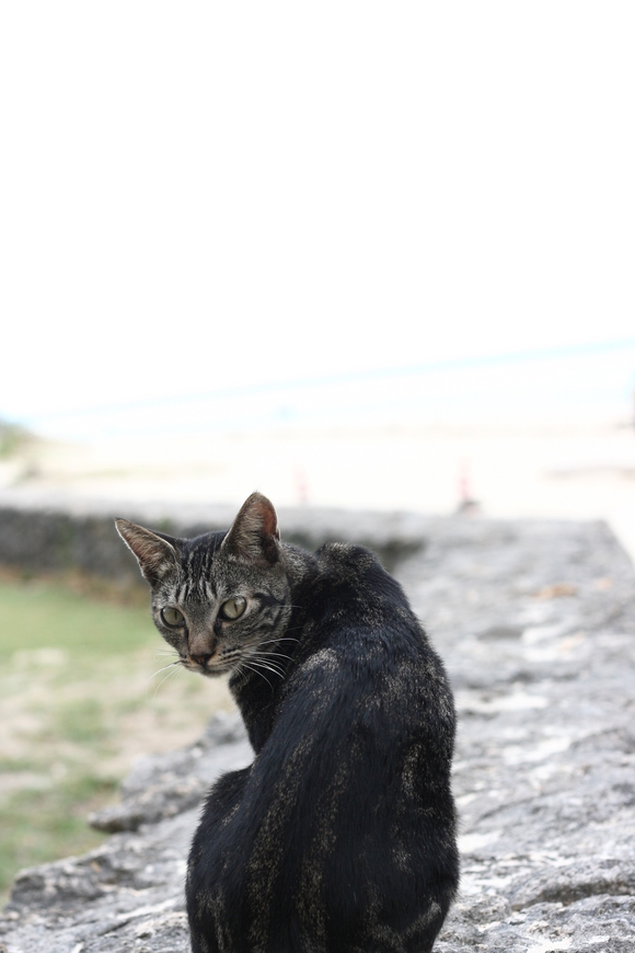 沖縄　竹富島その６島散策_d0146888_18423215.jpg