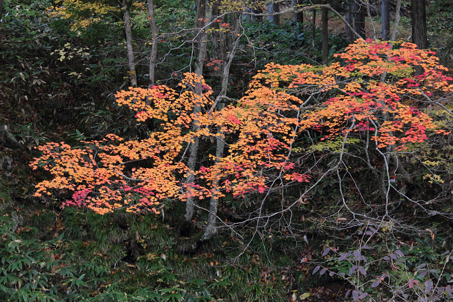 12.11.03：紅葉三昧①せせらぎ街道３_c0007190_1725023.jpg