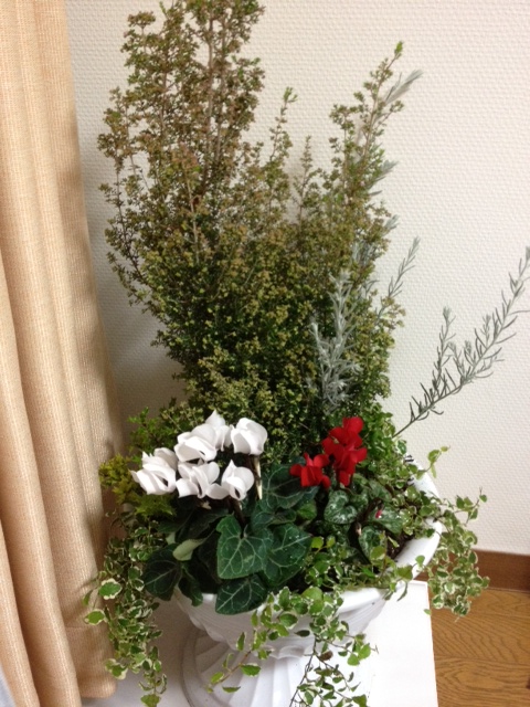 クリスマスの寄せ植え_f0204295_20371032.jpg