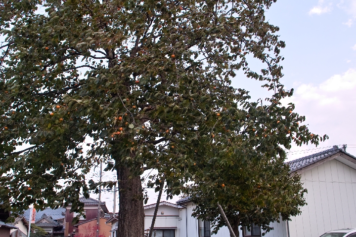 b0215304_1256113.jpg