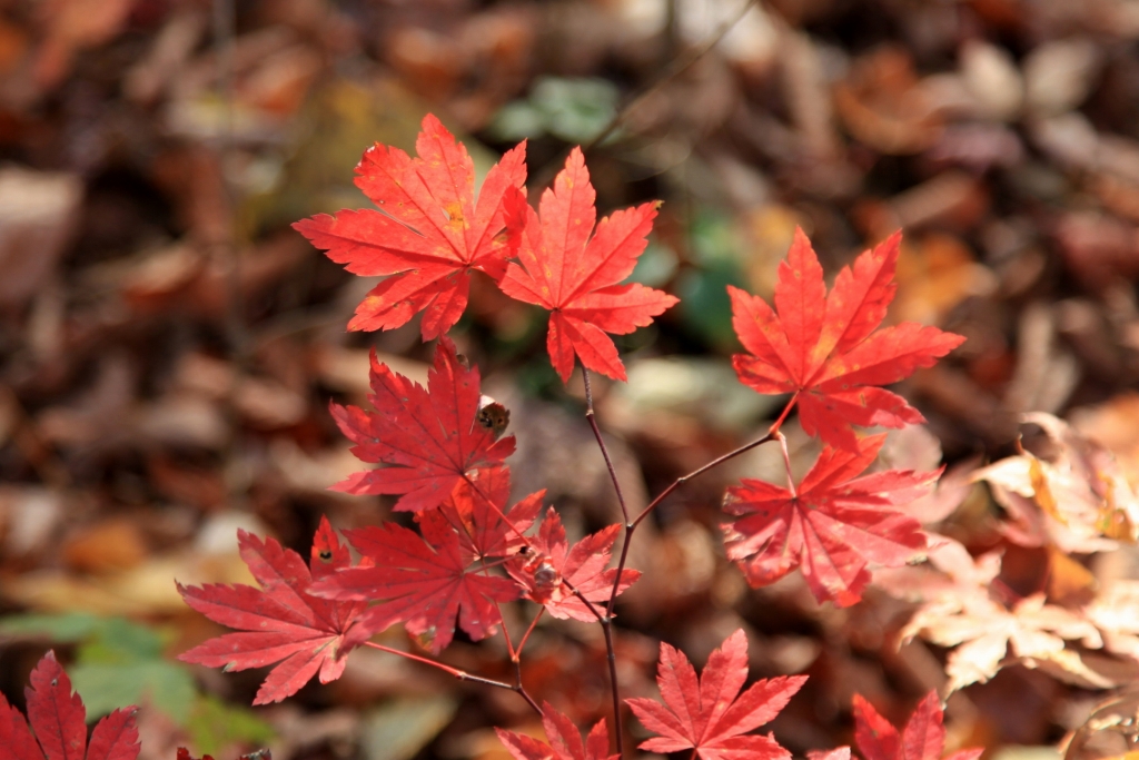 最後の紅葉_b0050305_17135335.jpg