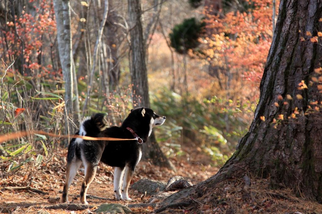 犬シーズン・スタート_b0050305_1732522.jpg