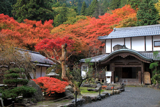 紅葉だより19 阿弥陀寺_e0048413_20324390.jpg