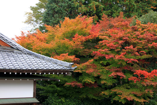 紅葉だより20　曼殊院_e0048413_21682.jpg