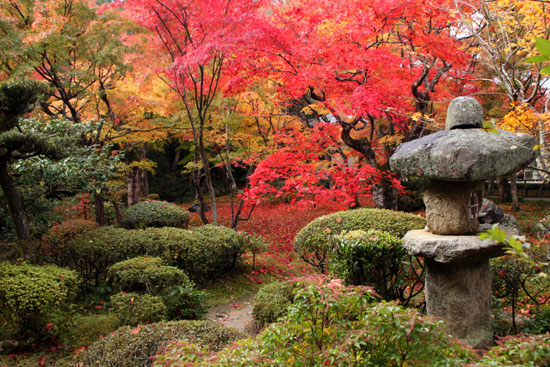 紅葉だより22 圓光寺_e0048413_2211079.jpg