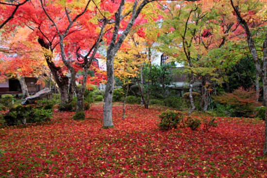 紅葉だより22　圓光寺_e0048413_2211545.jpg