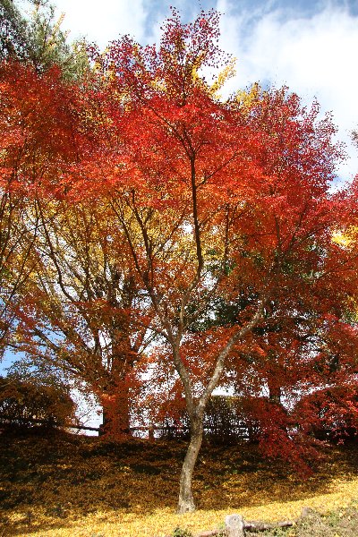 曽木の滝公園の紅葉_e0125220_0551014.jpg