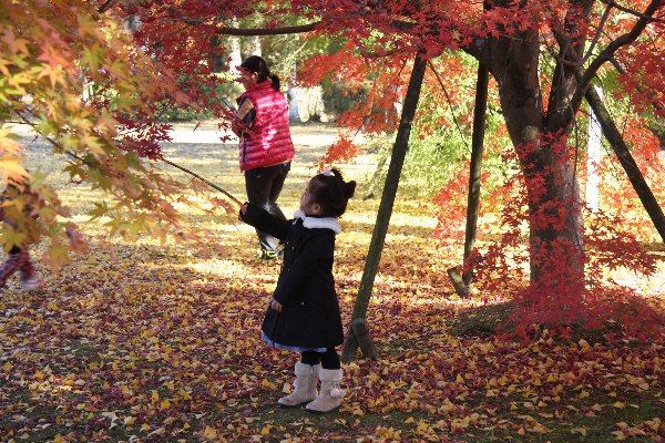 曽木の滝公園の紅葉_e0125220_0571890.jpg