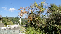 f0000521_8584276.jpg