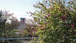 f0000521_8585957.jpg