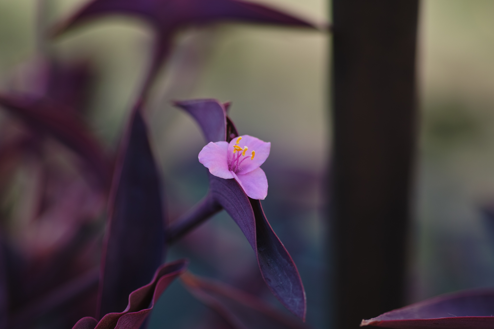 マクロレンズの楽しみ　SIGMA MACRO70mmF2.8_c0223825_0393852.jpg