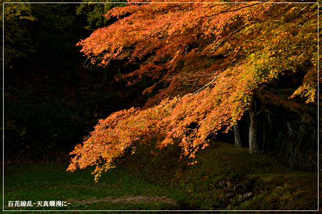 -秋 深まり…-_f0235326_20102589.jpg