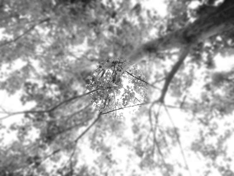 c0109827_17375710.jpg