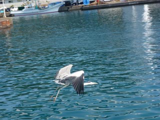 2012年11月18日(日・晴れ)甲浦_d0164831_1639588.jpg
