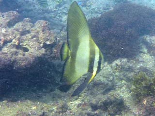 2012年11月18日(日・晴れ)甲浦_d0164831_16525368.jpg