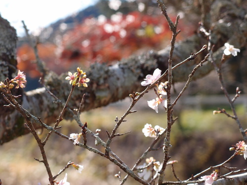 四季桜_a0271932_239125.jpg