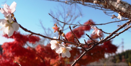 四季桜_a0271932_2395786.jpg